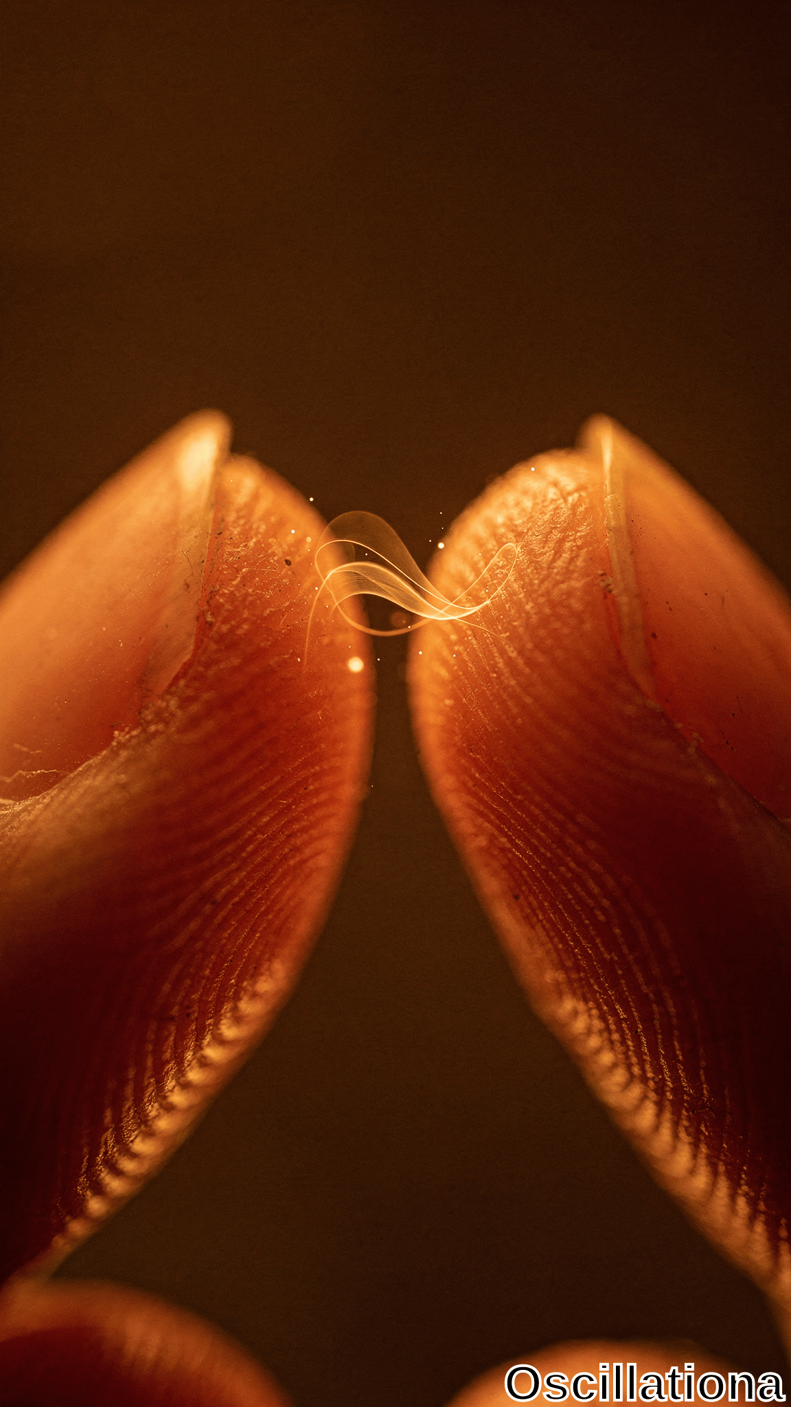 A close-up macro shot of two fingertips touching, illuminated by warm golden light that highlights skin texture and fingerprint ridges
