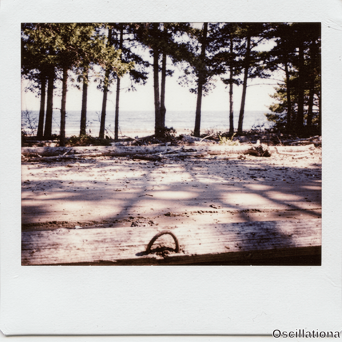 Vintage Polaroid of a serene beach bordered by tall pine forest with driftwood logs long shadows rusted ring on log and distant figure by the sea.
.