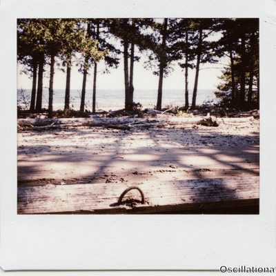 Vintage Polaroid of a serene beach bordered by tall pine forest with driftwood logs long shadows rusted ring on log and distant figure by the sea.
.